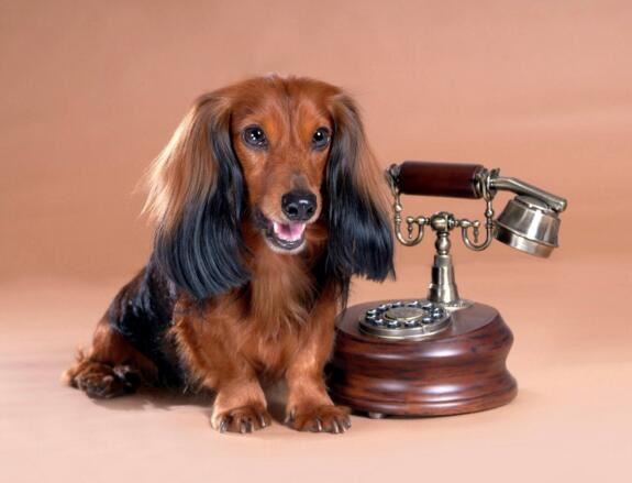 世界上寿命最长的狗活30年,狗的寿命平均在9-15岁间