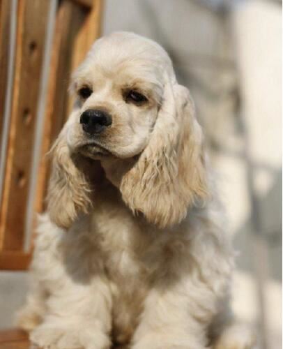 世界上寿命最长的狗活30年,狗的寿命平均在9-15岁间