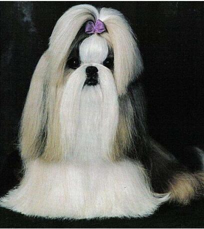 世界上寿命最长的狗活30年,狗的寿命平均在9-15岁间