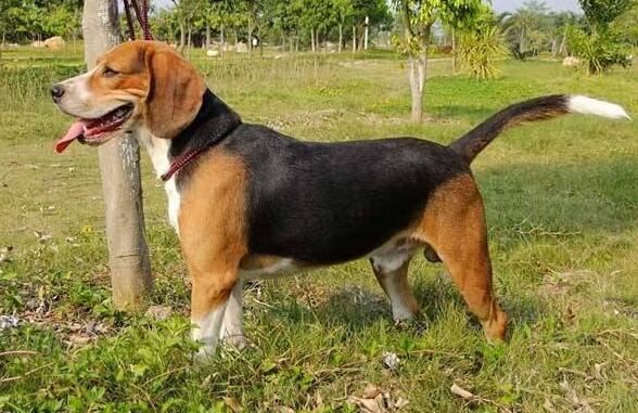 世界上寿命最长的狗活30年,狗的寿命平均在9-15岁间