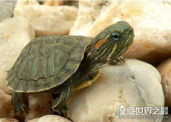 巴西龟能长多大，一般雌性龟体重可以长到4斤重