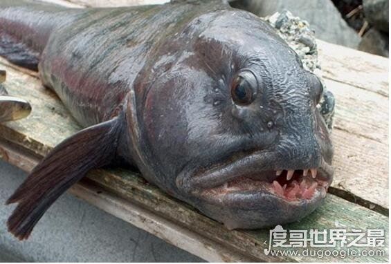 狼鳗鱼为什么不能捉,它们属于肉食性鱼类(拥有很强的攻击性)