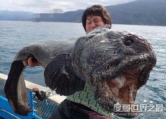 狼鳗鱼为什么不能捉,它们属于肉食性鱼类(拥有很强的攻击性)