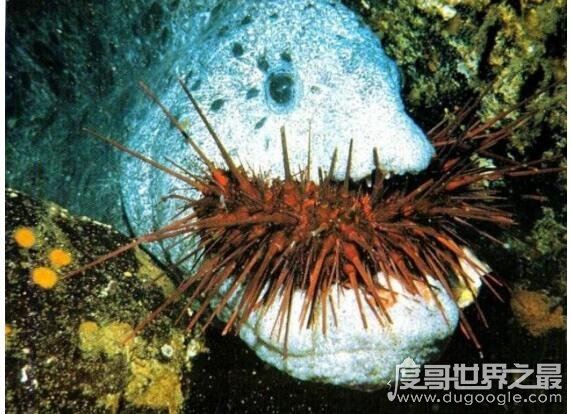 狼鳗鱼为什么不能捉，它们属于肉食性鱼类(拥有很强的攻击性)