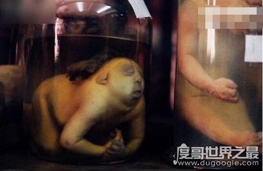 走进泰国恐怖博物馆，陈列着各种畸形变态的死尸(胆小勿进)