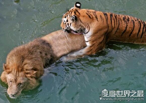 老虎和狮子谁厉害，在各方面老虎都完虐狮子(附视频)