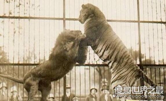 老虎和狮子谁厉害，在各方面老虎都完虐狮子(附视频)