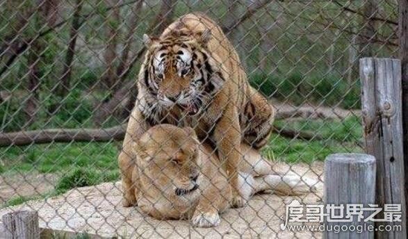 老虎和狮子谁厉害，在各方面老虎都完虐狮子(附视频)