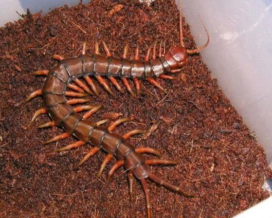 世界上最大的蜈蚣，加拉帕格斯巨人蜈蚣0.6米(能吃蛇)