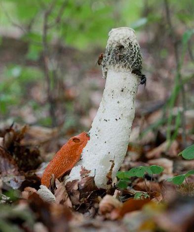 鬼笔是什么，鬼笔能吃吗，有毒吗（形状奇特）