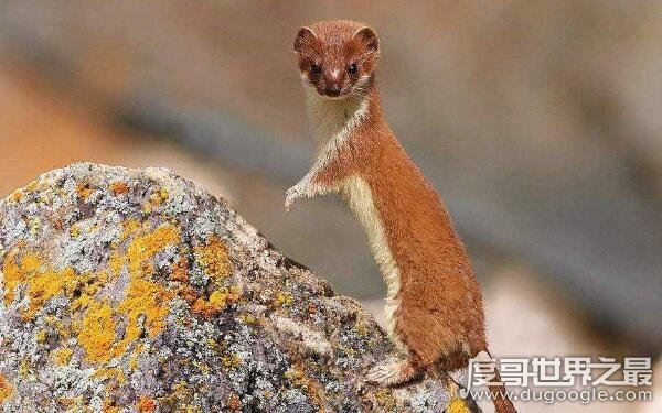 黄鼠狼怕什么，黄鼠狼的天敌竟然有三个（又名黄鼬）