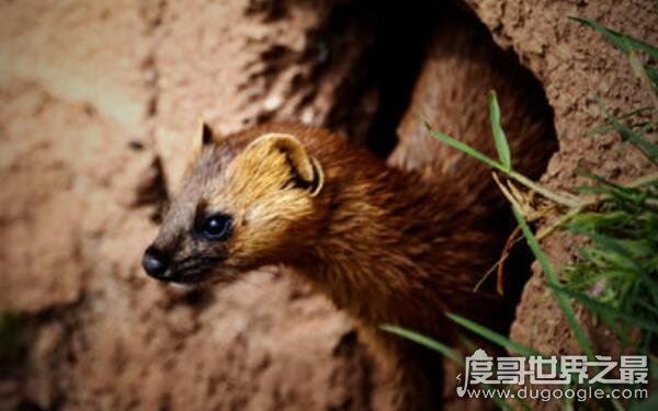 黄鼠狼怕什么，黄鼠狼的天敌竟然有三个（又名黄鼬）