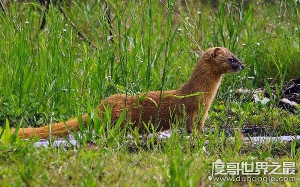 黄鼠狼怕什么，黄鼠狼的天敌竟然有三个（又名黄鼬）