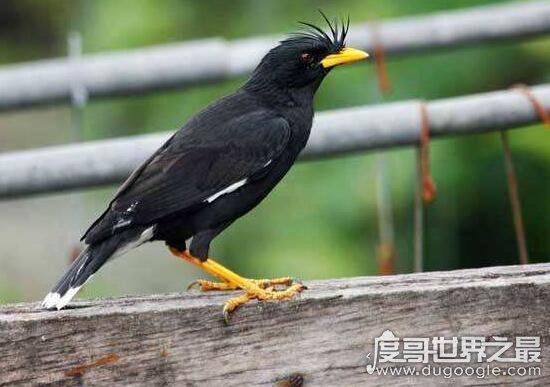 怎样教八哥说话，在安静的环境里耐心训练(吐字要清晰)