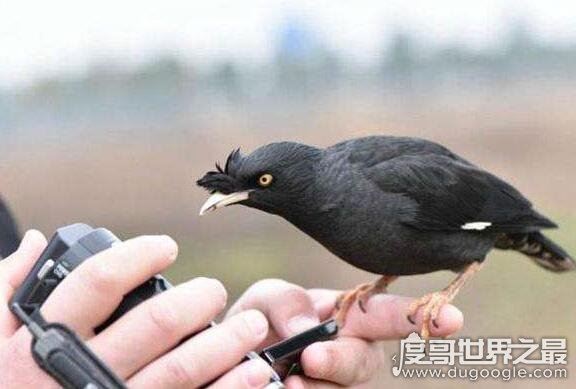 怎样教八哥说话，在安静的环境里耐心训练(吐字要清晰)