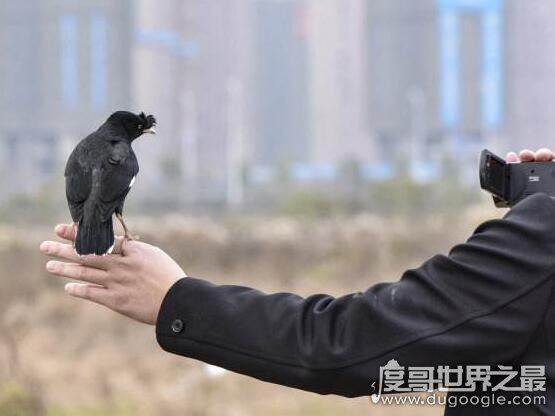 怎样教八哥说话,在安静的环境里耐心训练(吐字要清晰)