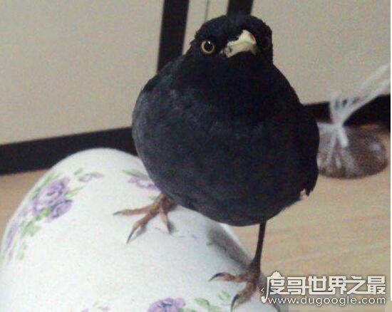 怎样教八哥说话，在安静的环境里耐心训练(吐字要清晰)