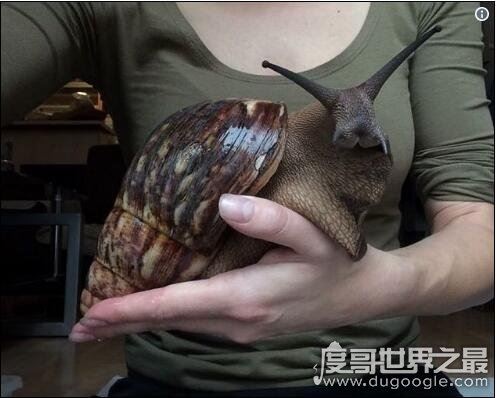 世界上最大的蜗牛,巨型蜗牛长达20cm(最小蜗牛仅0.6毫米)