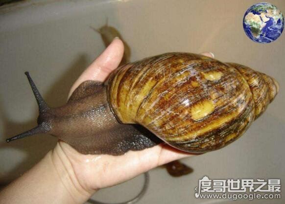 世界上最大的蜗牛，巨型蜗牛长达20cm(最小蜗牛仅0.6毫米)