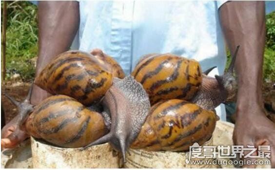 世界上最大的蜗牛,巨型蜗牛长达20cm(最小蜗牛仅0.6毫米)