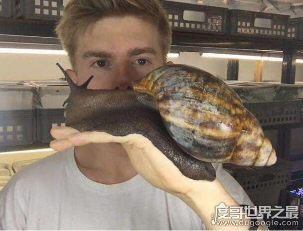 世界上最大的蜗牛，巨型蜗牛长达20cm(最小蜗牛仅0.6毫米)