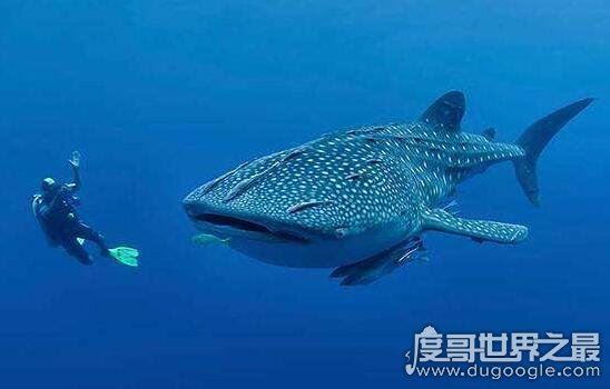 世界上最大的鱼,鲸鲨长20米(世界上最大的鲨鱼不吃人)