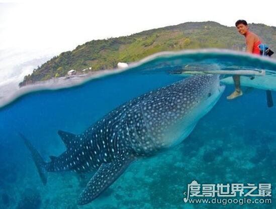 世界上最大的鱼，鲸鲨长20米(世界上最大的鲨鱼不吃人)