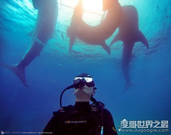 世界上最大的鱼，鲸鲨长20米(世界上最大的鲨鱼不吃人)