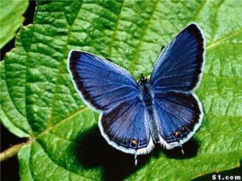 世界上最漂亮的蝴蝶,光明女神蝶(全中国仅有3只)