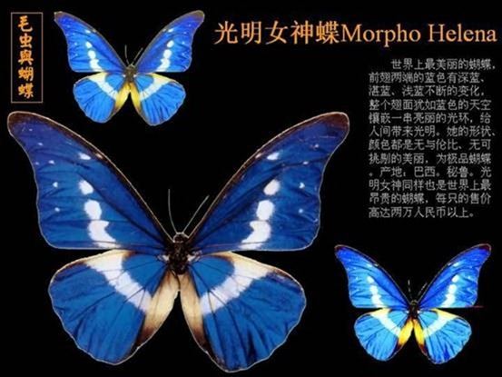 世界上最漂亮的蝴蝶，光明女神蝶(全中国仅有3只)