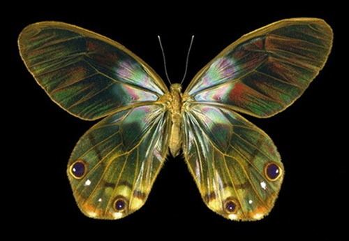 世界上最漂亮的蝴蝶，光明女神蝶(全中国仅有3只)