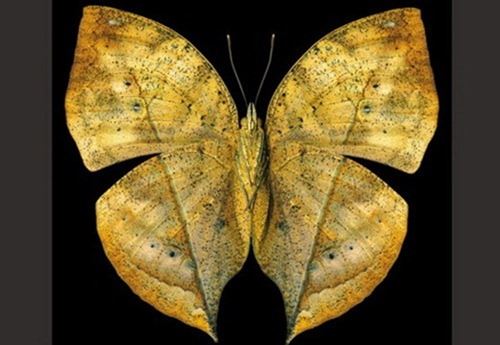 世界上最漂亮的蝴蝶，光明女神蝶(全中国仅有3只)