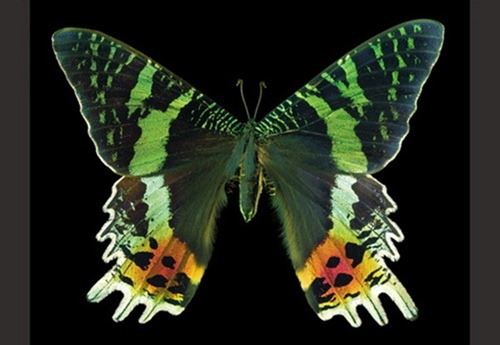 世界上最漂亮的蝴蝶，光明女神蝶(全中国仅有3只)