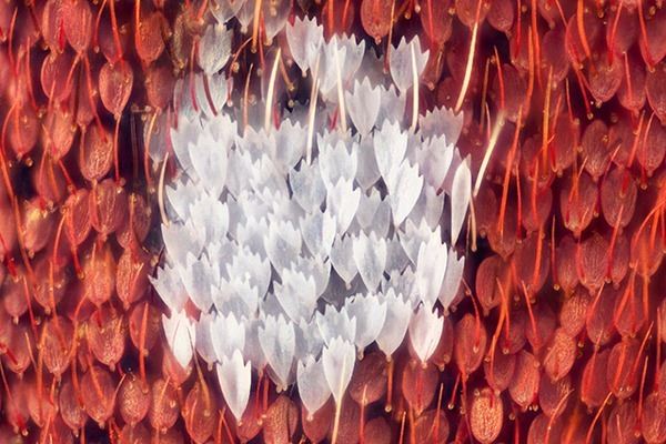 世界上最漂亮的蝴蝶，光明女神蝶(全中国仅有3只)