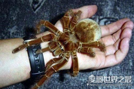 世界上最大的蜘蛛，巨蜘蛛(体型和成人拳头差不多)