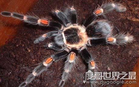 世界上最大的蜘蛛，巨蜘蛛(体型和成人拳头差不多)