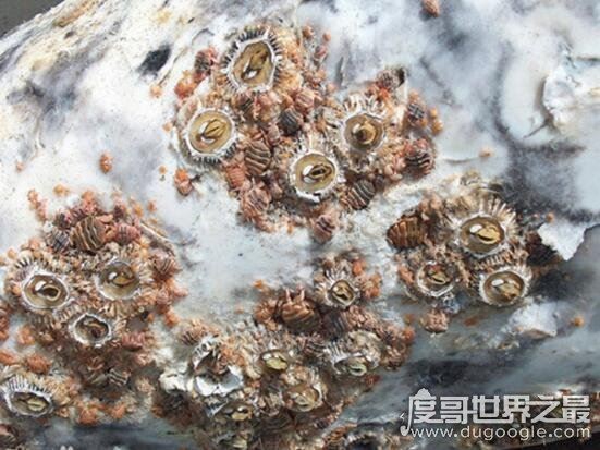 鲸鱼身上也长虱子,鲸虱与藤壶共同寄生(高达10万只)