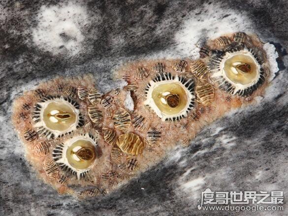 鲸鱼身上也长虱子，鲸虱与藤壶共同寄生(高达10万只)