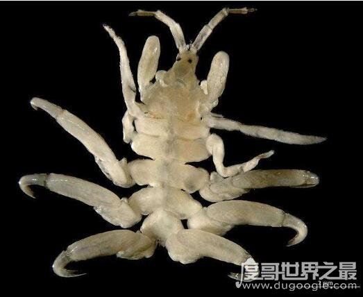 鲸鱼身上也长虱子，鲸虱与藤壶共同寄生(高达10万只)
