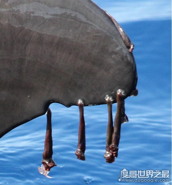 鲸鱼身上也长虱子，鲸虱与藤壶共同寄生(高达10万只)