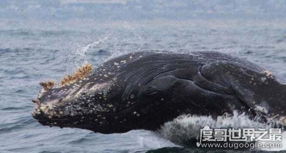 鲸鱼身上也长虱子，鲸虱与藤壶共同寄生(高达10万只)