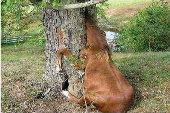 最恐怖的吃人植物吸血树，被缠住后会吸光你的血