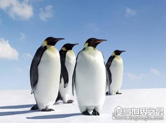 企鹅生活在哪里,主要生活在南极(大多数生活在南半球)
