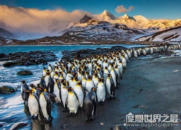 企鹅生活在哪里，主要生活在南极(大多数生活在南半球)