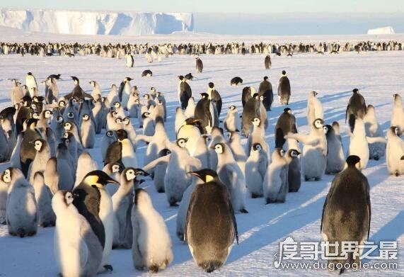 企鹅生活在哪里,主要生活在南极(大多数生活在南半球)