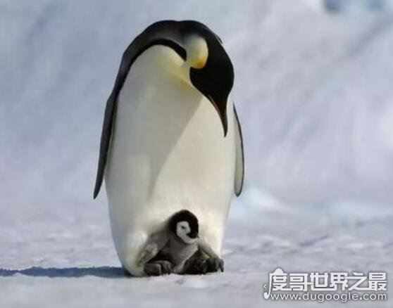 企鹅生活在哪里，主要生活在南极(大多数生活在南半球)