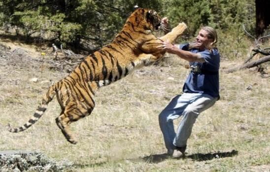 老虎吃人真实视频详情，男子醉酒落入虎园惨死