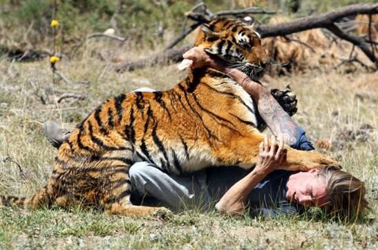 老虎吃人真实视频详情，男子醉酒落入虎园惨死
