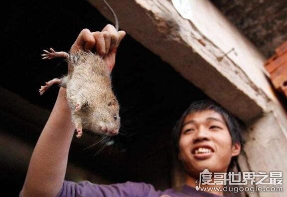 老鼠肉能吃吗，能吃而且好吃(附做法及注意事项)