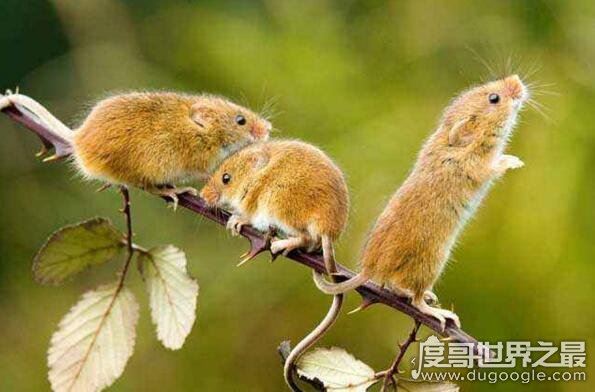 老鼠肉能吃吗，能吃而且好吃(附做法及注意事项)